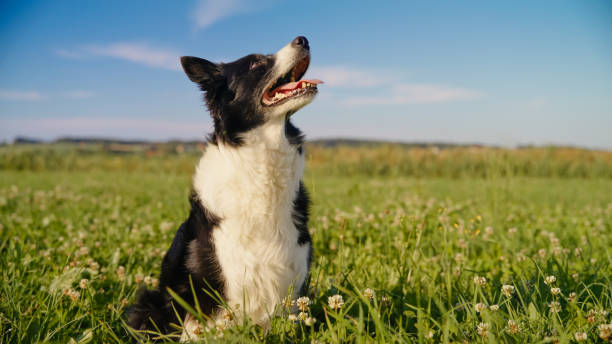 짖음 유형별 해결 방법