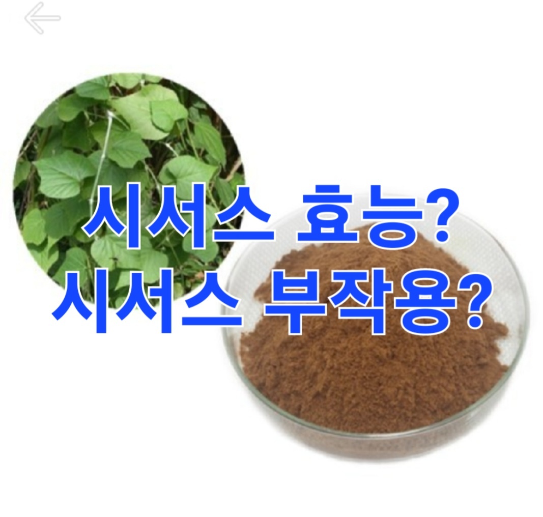시서스 다이어트