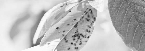 님오일 사용법: 효과