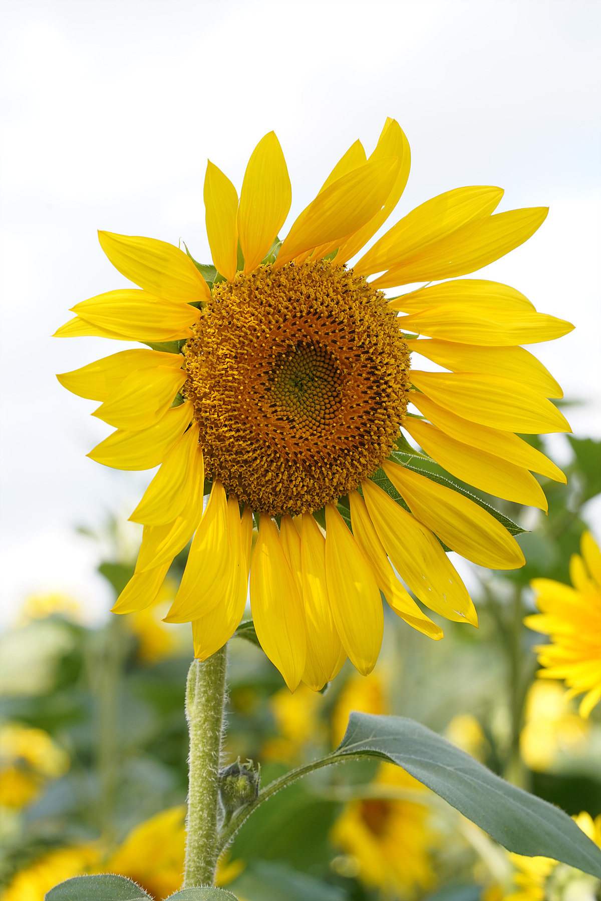 sun flower