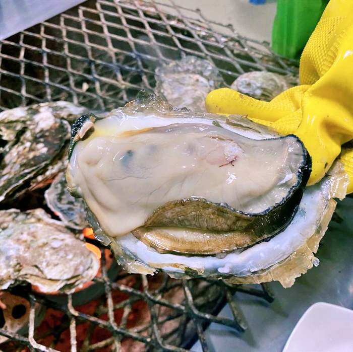 생방송오늘저녁 섬진강 하동 벚굴 구이 강굴 벚굴찜 벚굴전 벚굴죽 재첩국 재첩회무침 맛집 추천