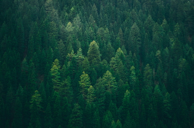임업직불금 신청하기