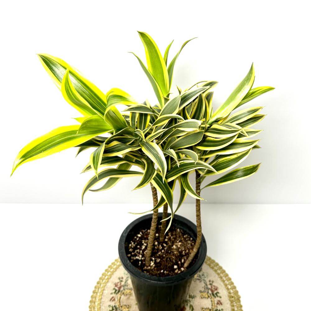 송오브 인디아 키우기