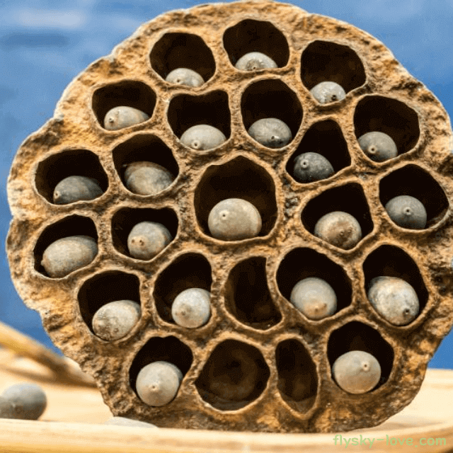 왕의 보약 연자육 효능