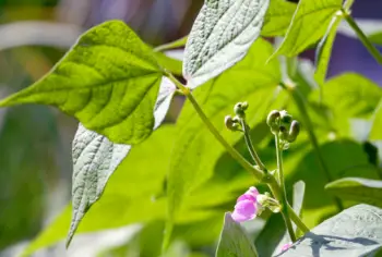 호랑이콩 효능 및 영양성분&amp;#44; 가격