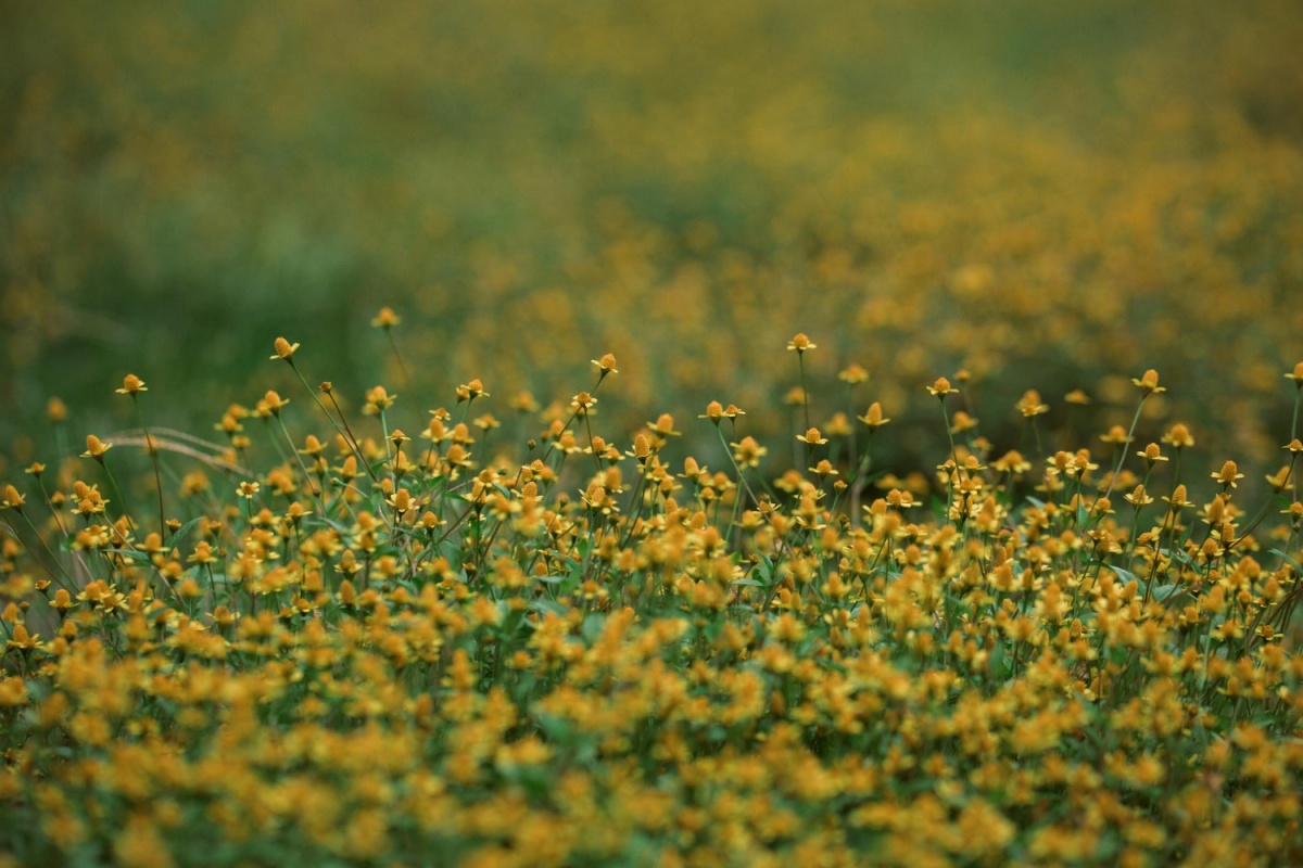 흩날리는-꽃가루