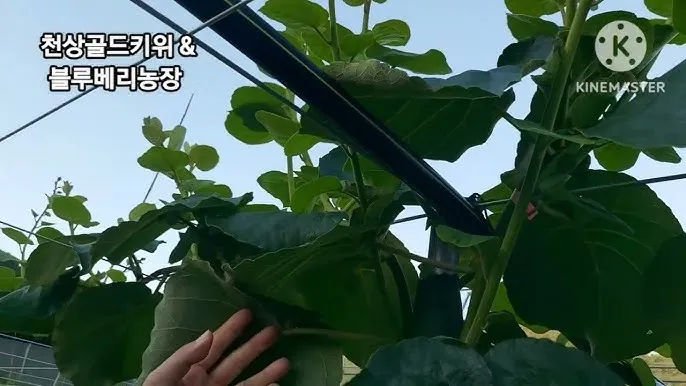 키위 재배 수분 수정 덩굴 유인 월동 대비_7