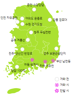 벚꽃-개화현황-사진