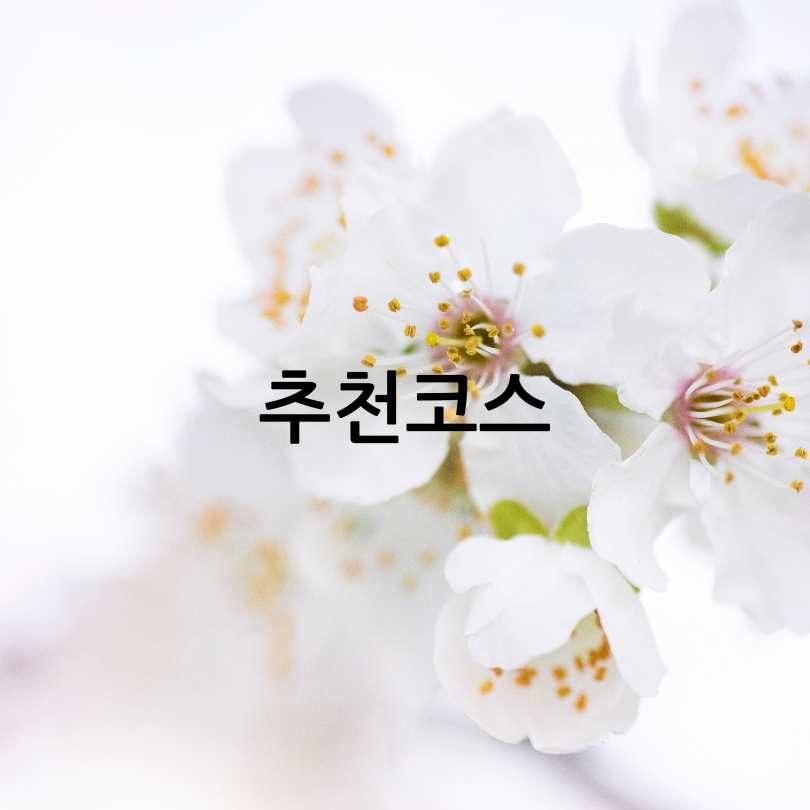 2025년 경주 대릉원돌담길 벚꽃축제 