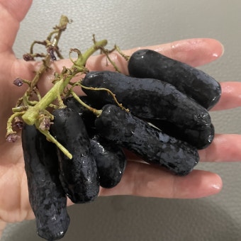 8월 제철음식 블랙사파이어