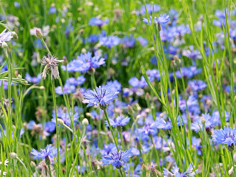 수원 탑동시민농장