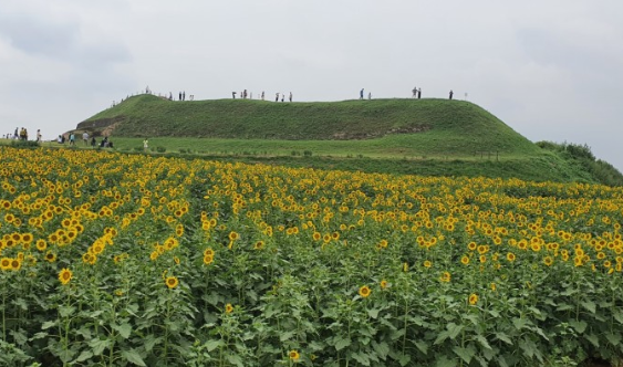 호로고루 해바라기 사진