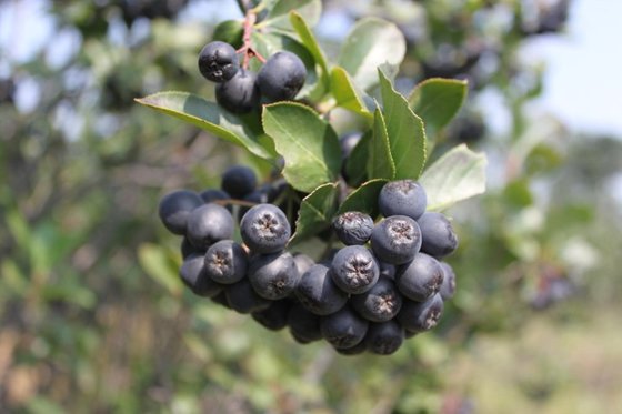 아로니아 부작용