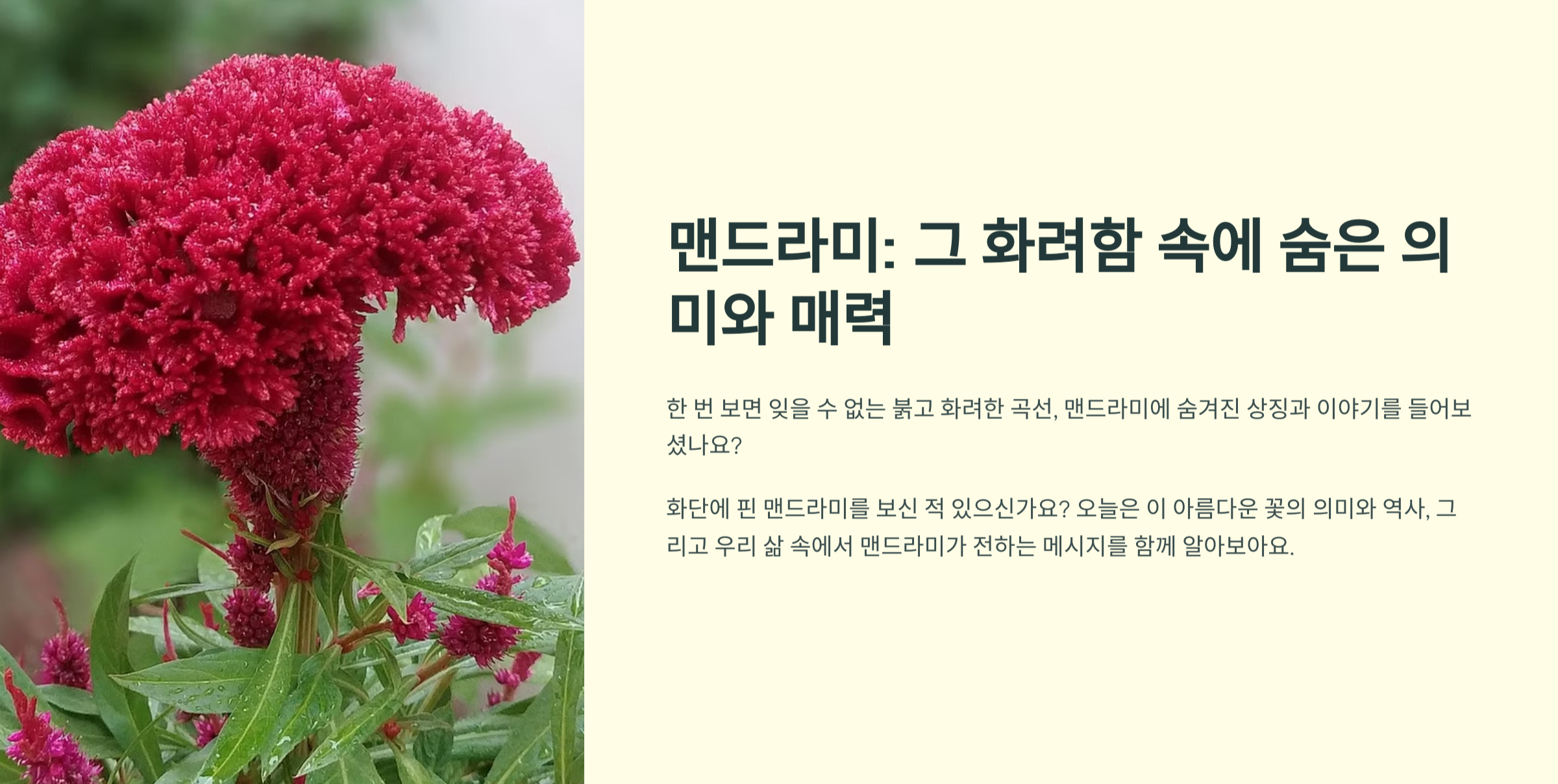 맨드라미