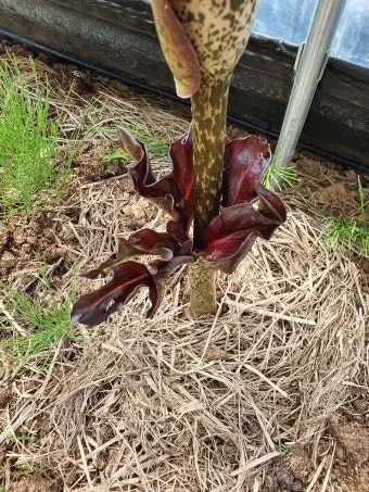 곤약 재배 모판 만들기 습도 관리 알맞은 그늘_7