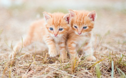 길냥이에게 간택받는 방법 4가지