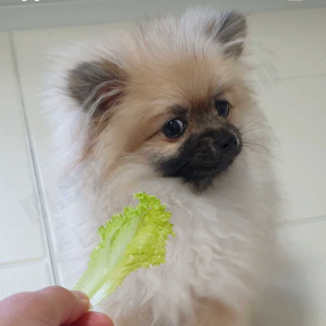 상추를 보며 싫어하는 강아지