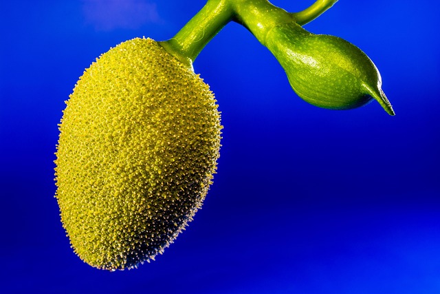 노른자처럼 부드러운 에그프루트