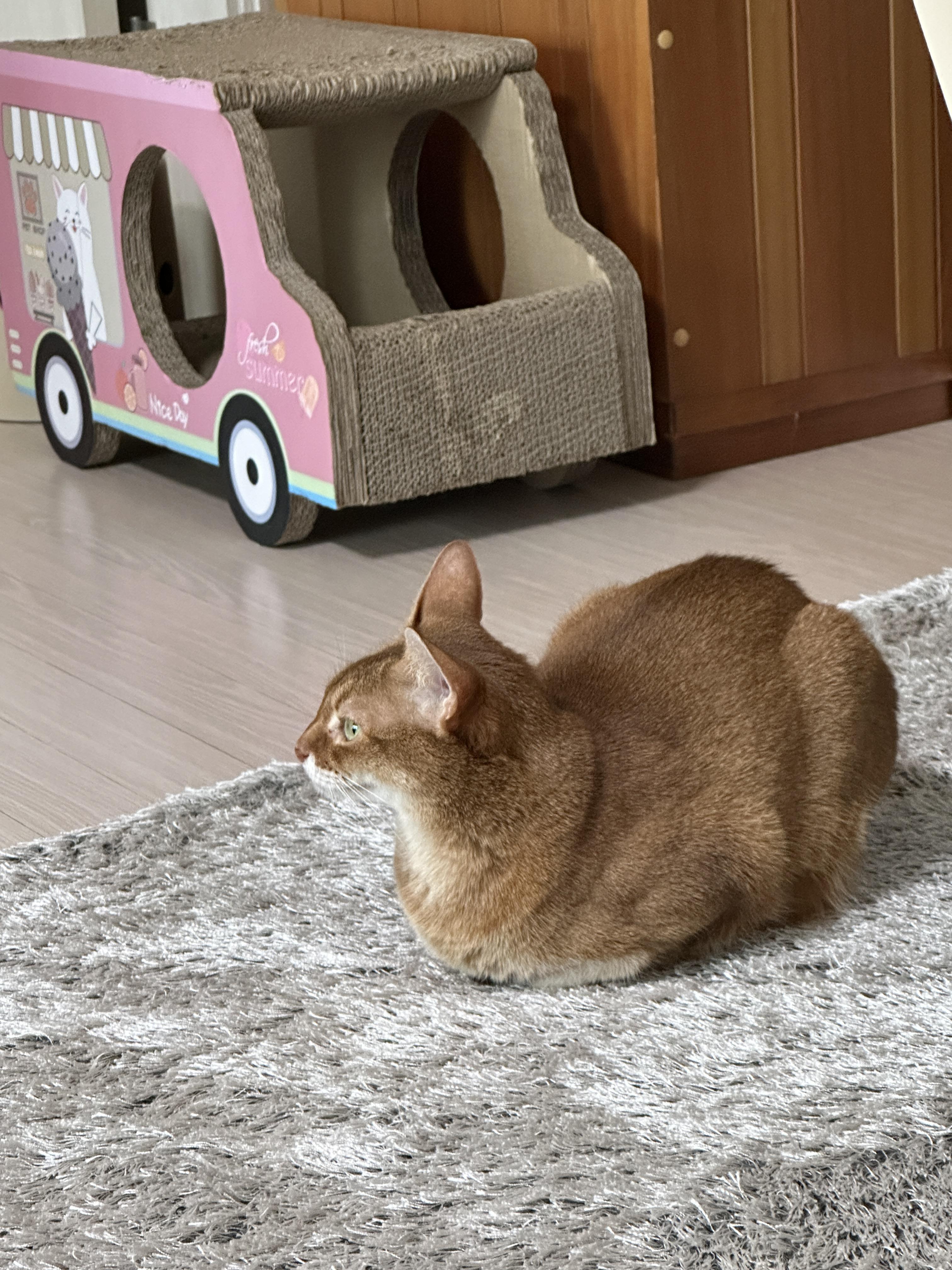 루나는_얌전히_밑에서_식빵구우면서_시청중