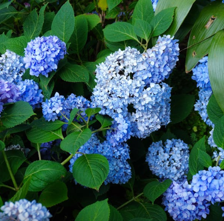 제주 수국 명소