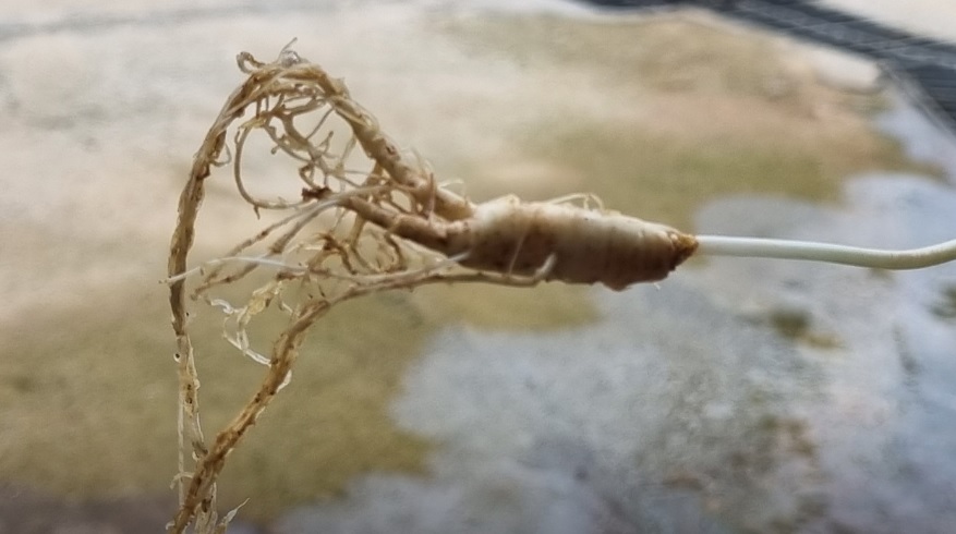 오늘N 이 맛에 산다 부안 부건농장 직거래 농산물 절임배추 고추가루 김장김치재료