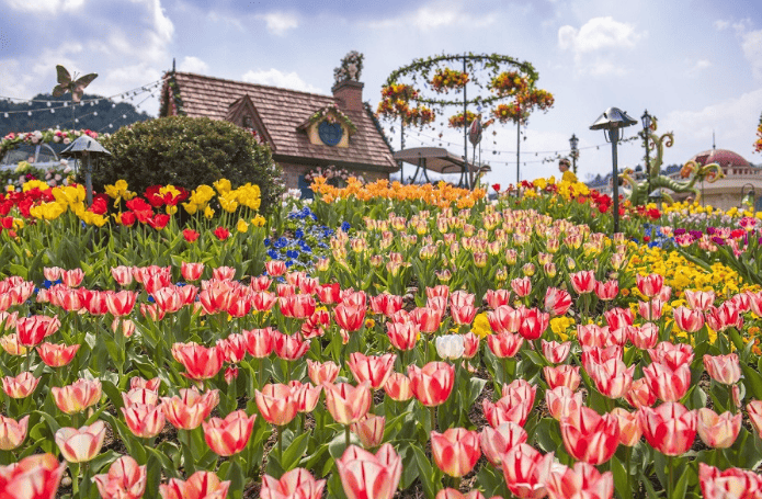 에버랜드 튤립 축제
