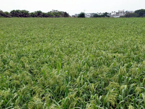 기장 재배 건조 토양 적합 파종 방법 탈곡 요령_7