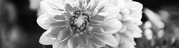 삽목: 순치기 후 2~3주 내 뿌리