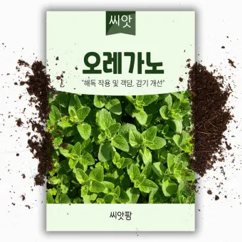 오레가노 재배 삽목 번식 통풍 관리 잎 수확_5