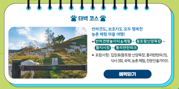 댕찬열차: 반려견과 떠나는 특별한 기차 여행