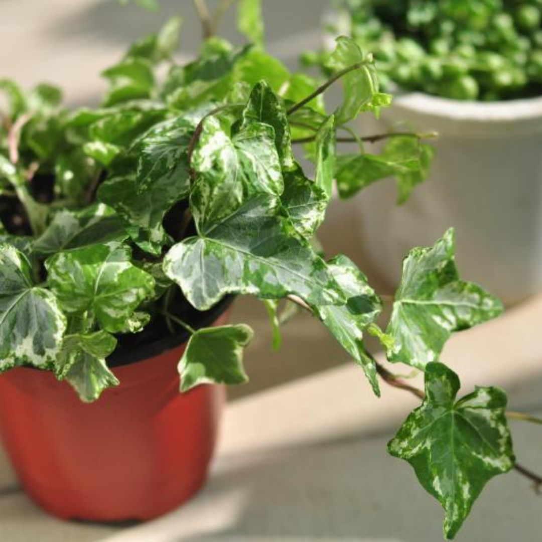 고양이 독성식물6