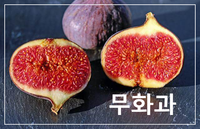 무화과