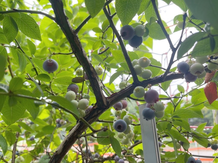 블루베리-열린-묘목