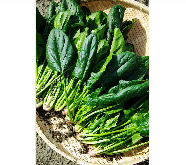 사과와 궁합이 좋은 채소