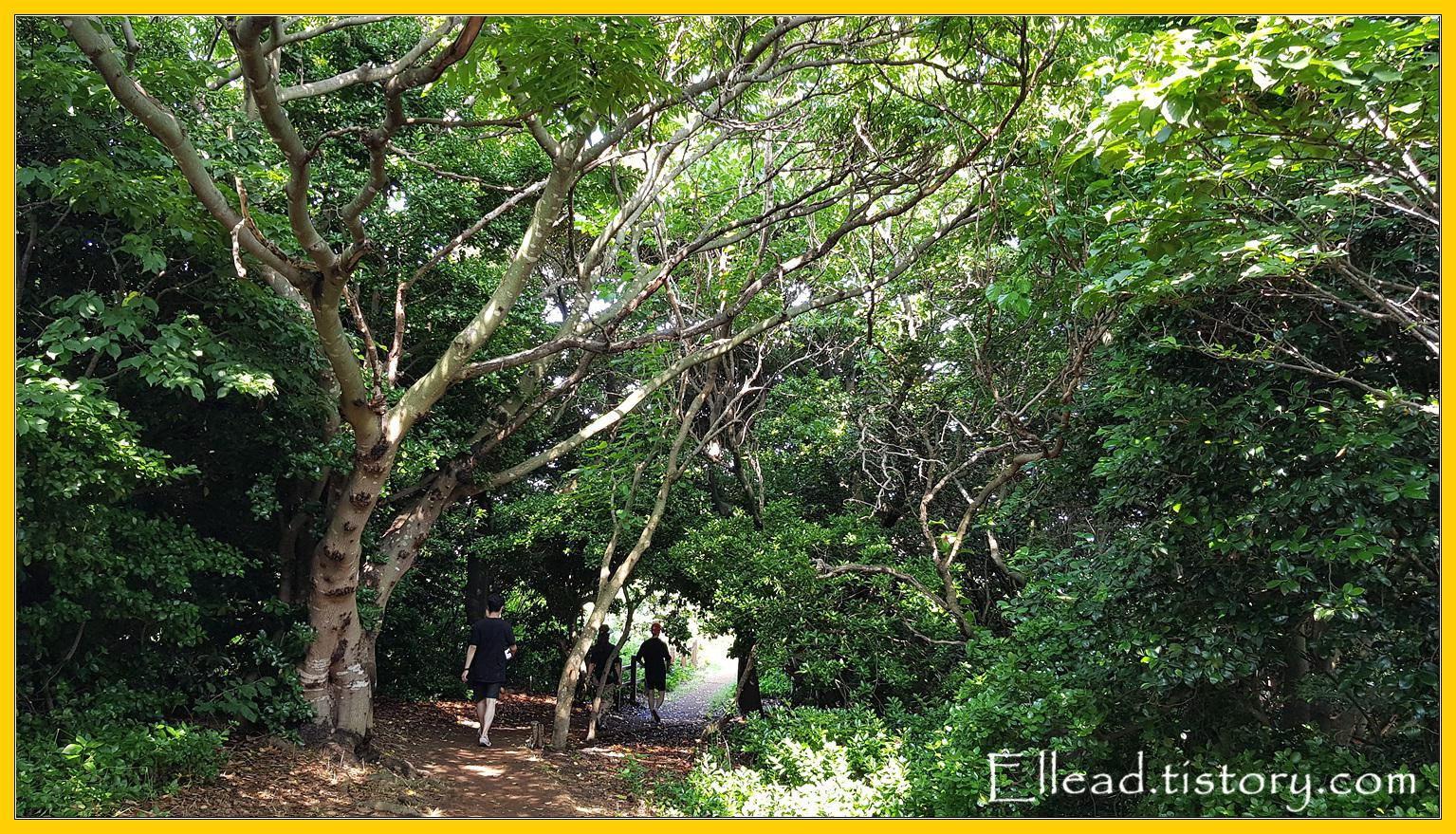 조금 시간이 더 걸리는 A코스의 초입