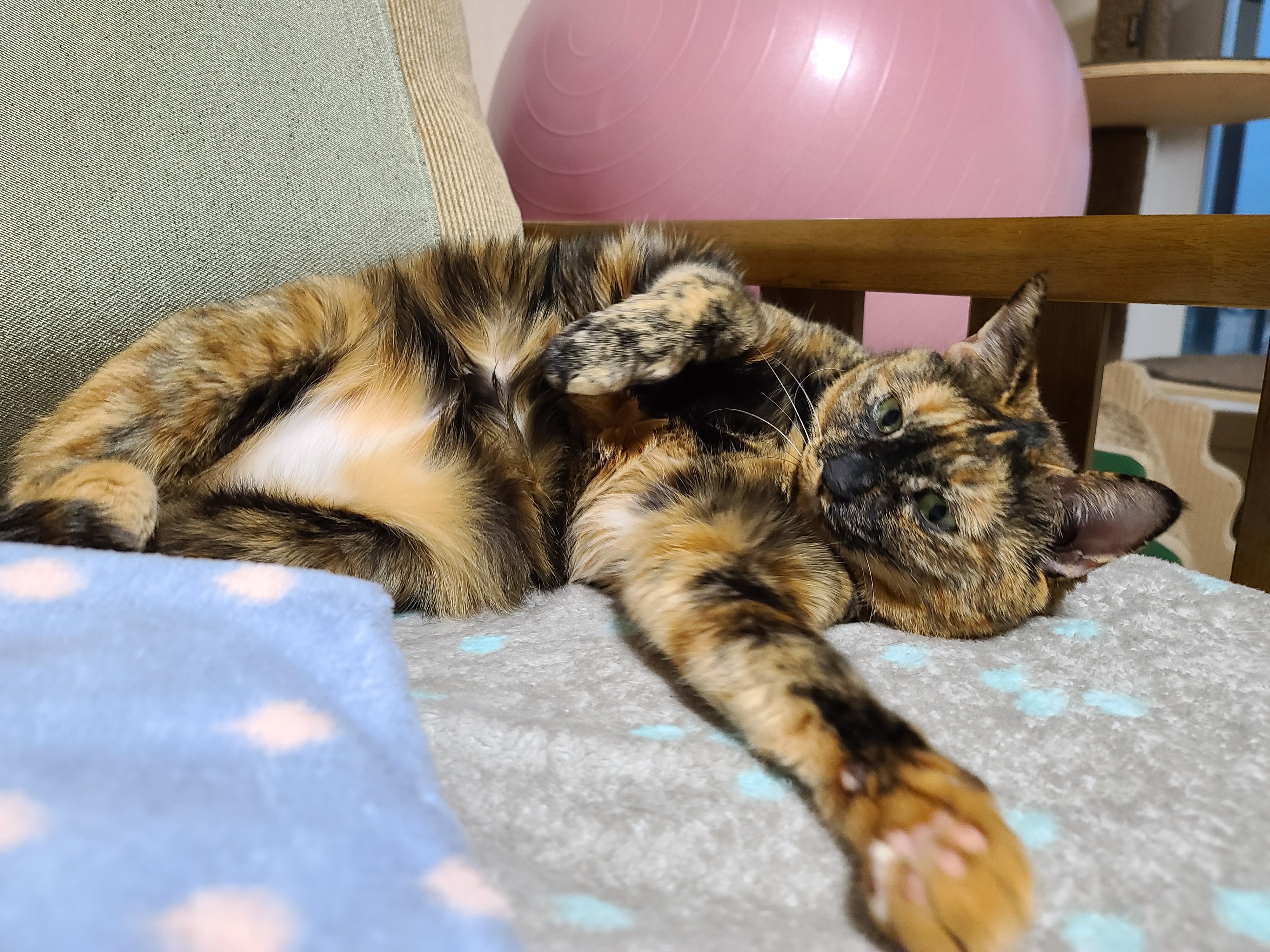 대답 잘하는 고양이. 수다냥이 카오스 사랑이.