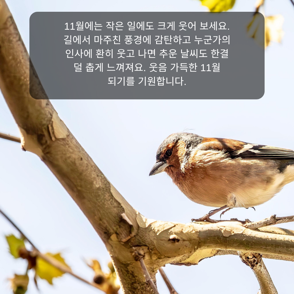 11월 인사말 22 웃음 가득한 11월 인사말 이미지