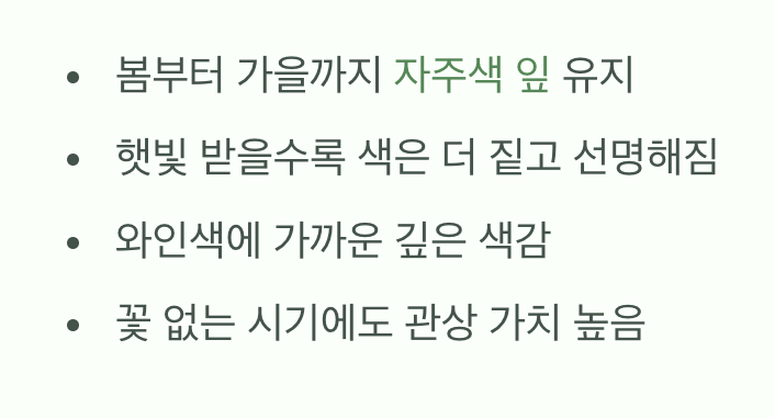 자주색 잎사귀&amp;#44; 그 자체로 주인공