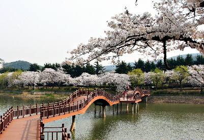 서울 벚꽃 명소