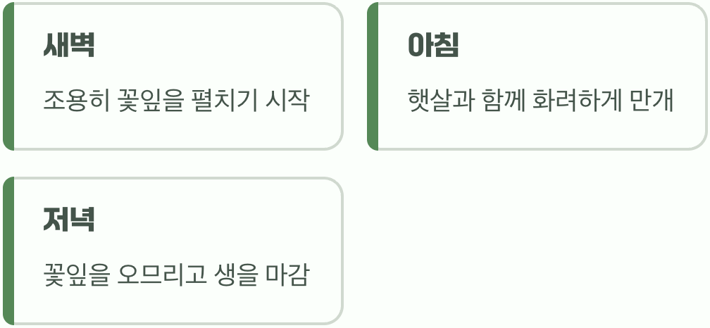 하루살이 꽃, 찰나의 아름다움
