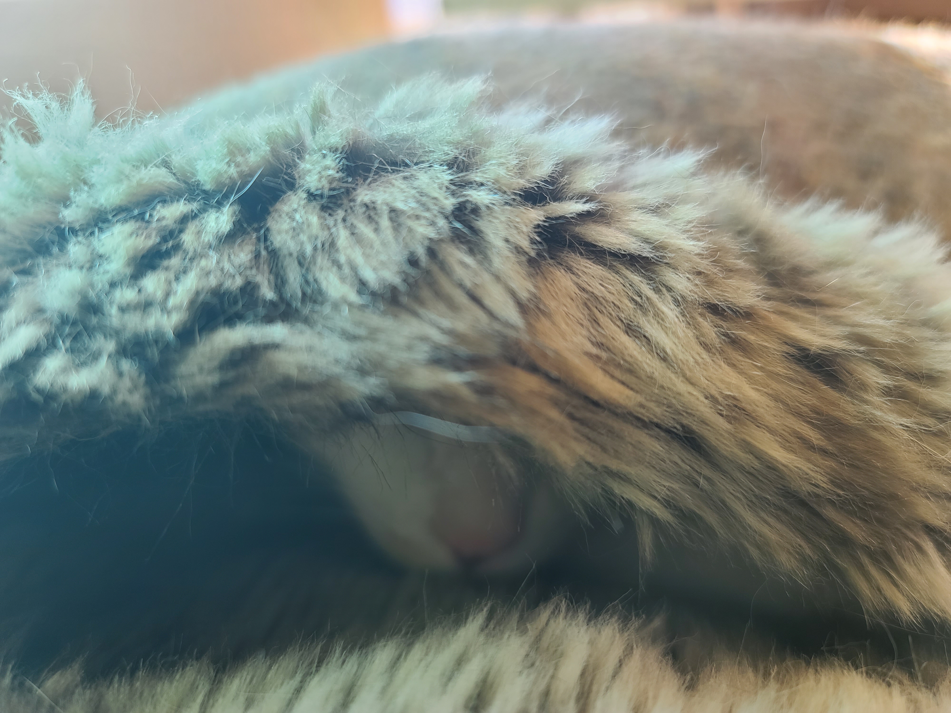 날이추워지니 고양이들 방석이 인기가 많아졌다 (feat.터래기방석)