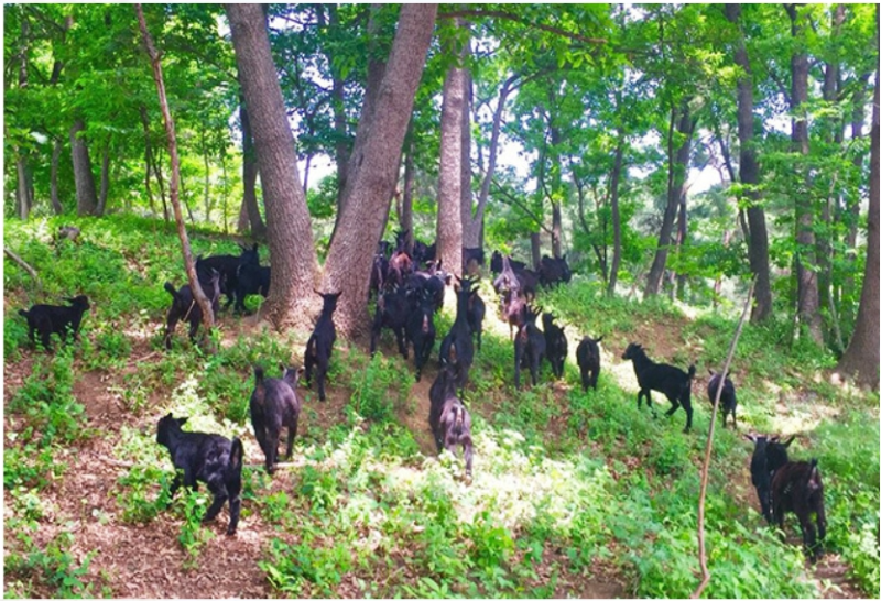 세종 매포흑염소 대표 17기 옥순 직업 매출, 인스타그램