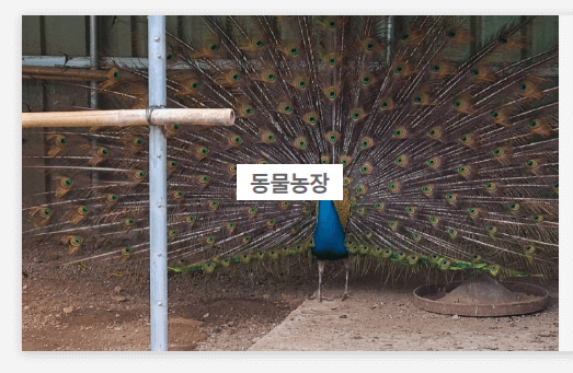 장흥 하늘빛수목정원 튤립축제