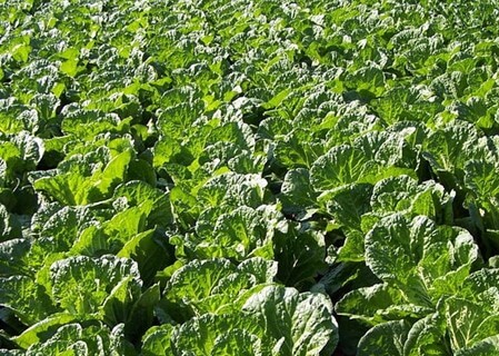 2023 전국 김치축제