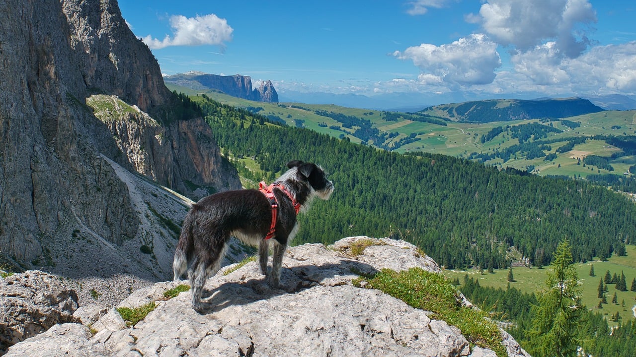 등산하는 강아지