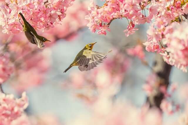경주 대릉원돌담길벛꽃축제