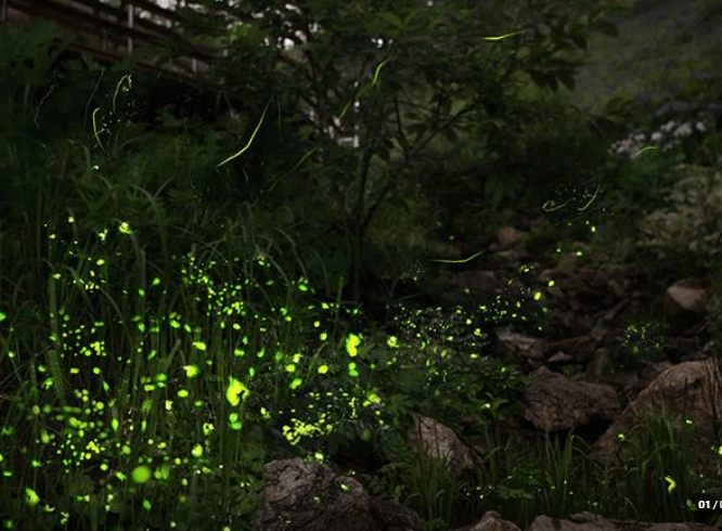 2025 화담숲 예약하기 모노레일 예약하기