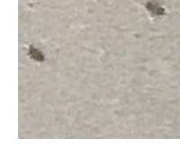 먼지다듬이 벌레