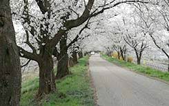 전라도 부안 개암동 벚꽃 명소 베스트 5 벚꽃시기 만개시기 드라이브 코스