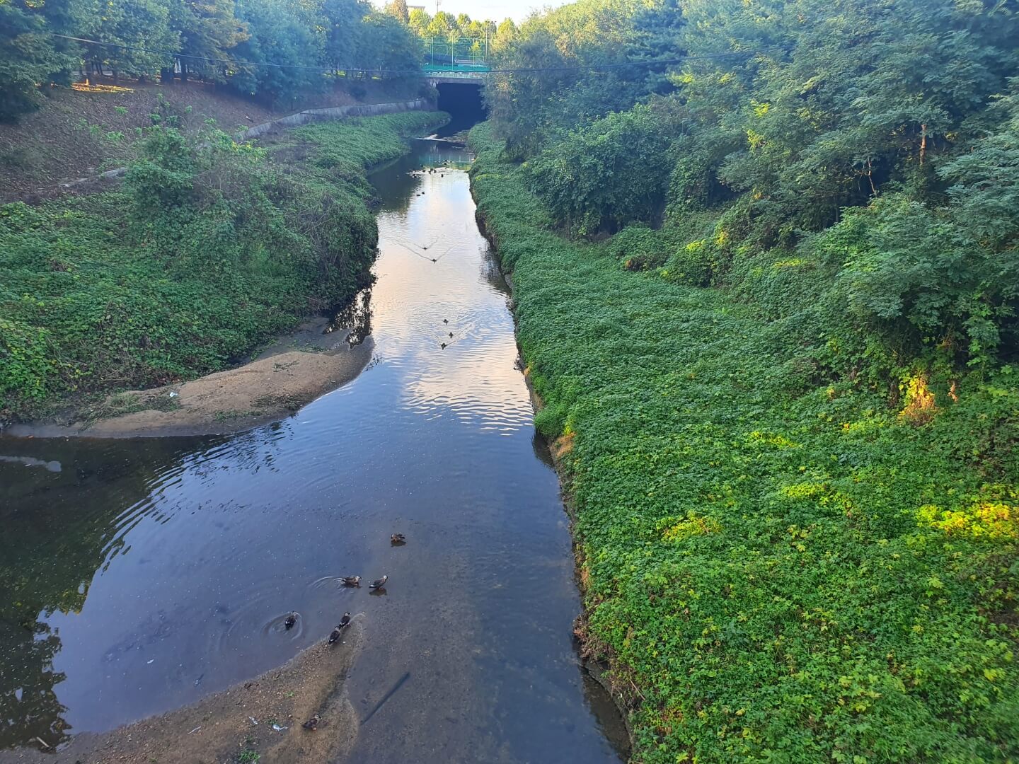 대화농업체험공원-개천-오리
